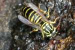 Southern Yellow Jacket