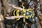 Eastern Yellowjacket