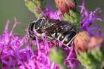 Unidentified Bees and Wasps