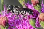 Unidentified Bees and Wasps