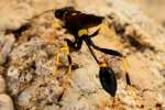 Black and Yellow Mud Dauber