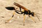 Black and Yellow Mud Dauber