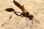 Black and Yellow Mud Dauber