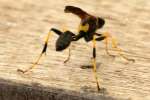 Black and Yellow Mud Dauber