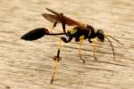 Black and Yellow Mud Dauber