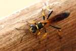 Black and Yellow Mud Dauber