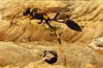Black and Yellow Mud Dauber
