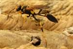 Black and Yellow Mud Dauber