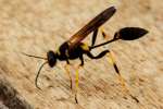 Black and Yellow Mud Dauber