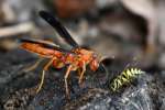 Paper Wasp