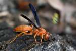 Paper Wasp