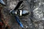 Mason Wasp