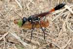 Thread-waisted Wasp