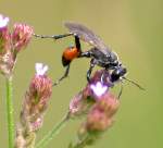 Thread-waisted Wasp