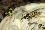 Eastern Yellowjacket