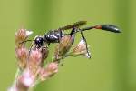 Thread-waisted Wasp