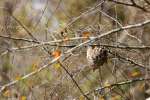 Wasp Nest in the woods