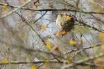 Wasp Nest in the woods