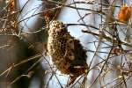 Wasp Nest in the woods