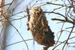 Wasp Nest in the woods