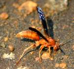 Paper Wasp