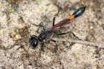 Thread-waisted Wasp