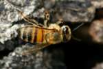 Unidentified Bees and Wasps