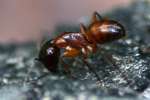 Ant