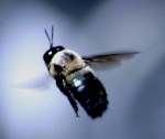 Eastern Carpenter Bee