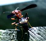 Paper Wasp