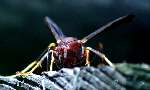 Paper Wasp