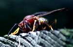 Paper Wasp