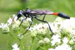 Thread-waisted Wasp