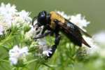 Unidentified Bees and Wasps