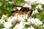 Great Golden Digger Wasp