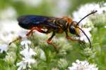 Great Golden Digger Wasp