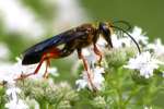 Great Golden Digger Wasp