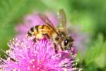 Unidentified Bees and Wasps