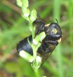 Common Eastern Bumble Bee