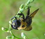 Common Eastern Bumble Bee