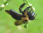 Common Eastern Bumble Bee