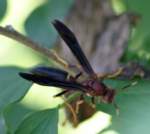 Paper Wasp