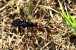 Unidentified Bees and Wasps