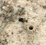 Mining Bee 