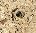 Mining Bee 