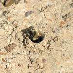 Mining Bee 