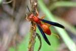 Paper Wasp