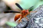 Paper Wasp Attacked by Ants