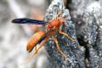 Paper Wasp Attacked by Ants