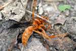 Paper Wasp Attacked by Ants